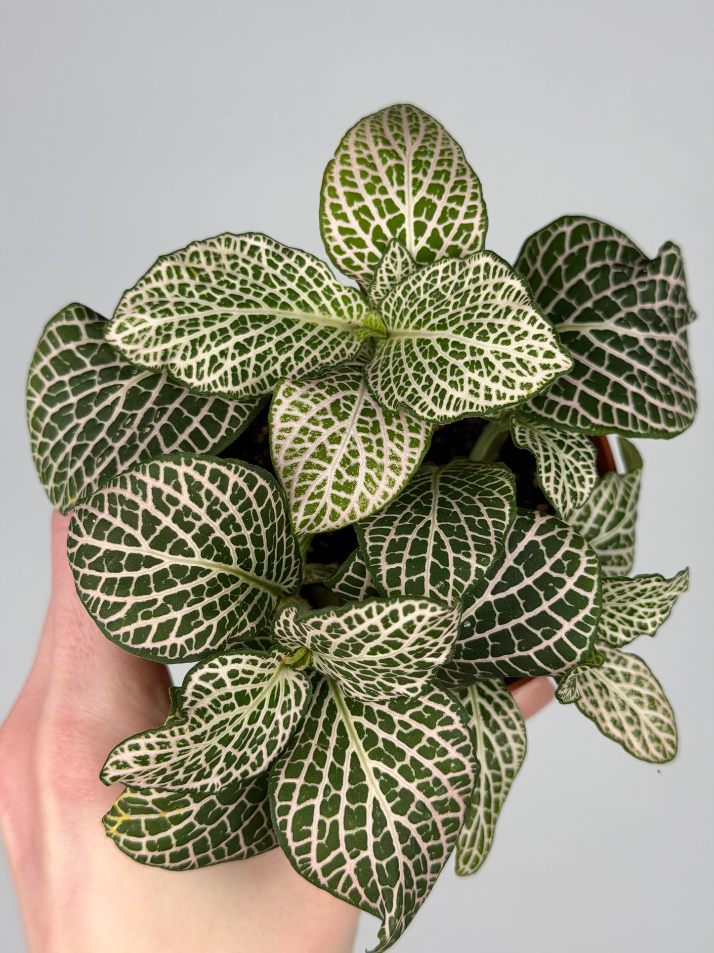 Fittonia 'Purple Angel' Fittonia Tropical Corner