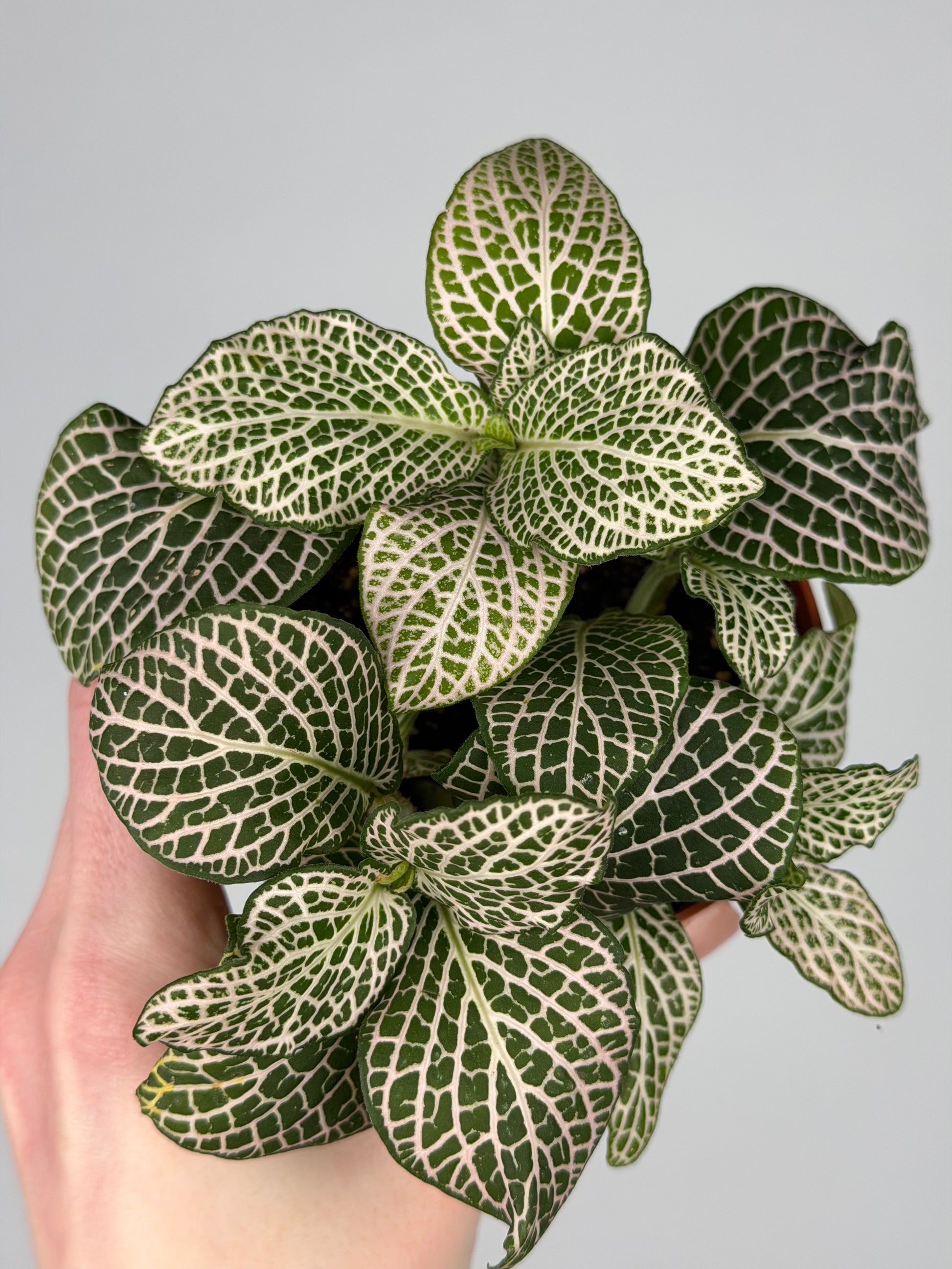 Fittonia 'Purple Angel' Fittonia Tropical Corner