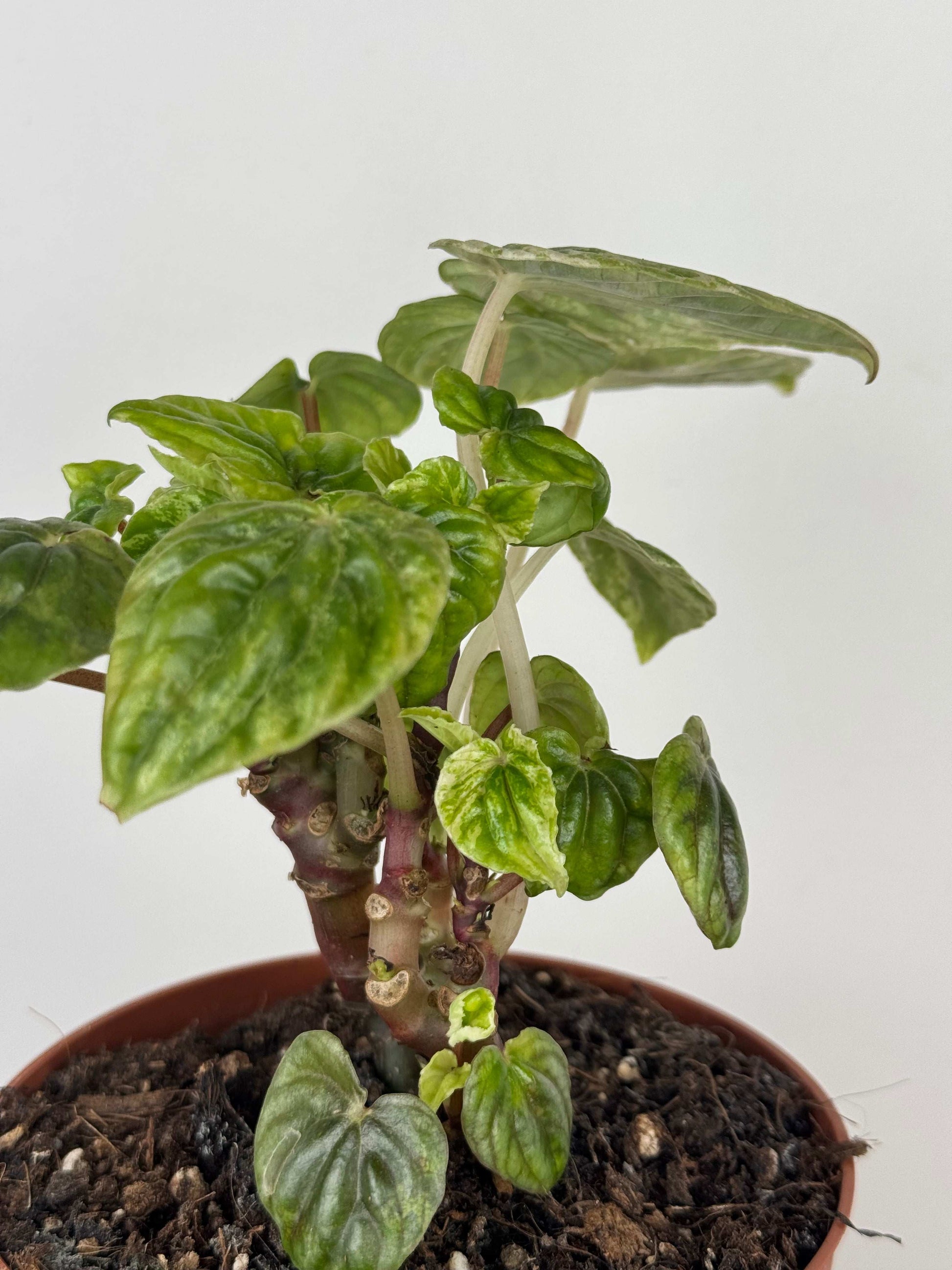 Peperomia Caperata “Buenos Aires” | Dafne