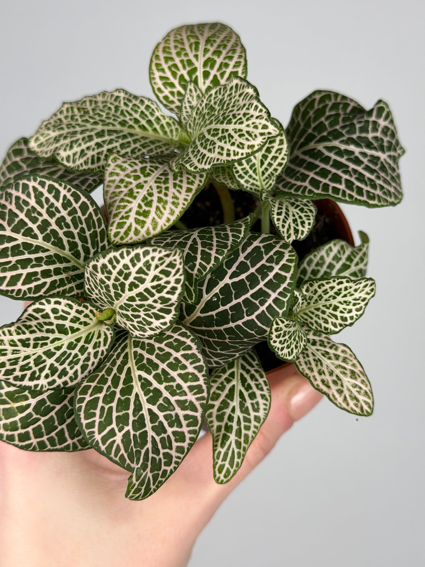 Fittonia 'Purple Angel' Fittonia Tropical Corner