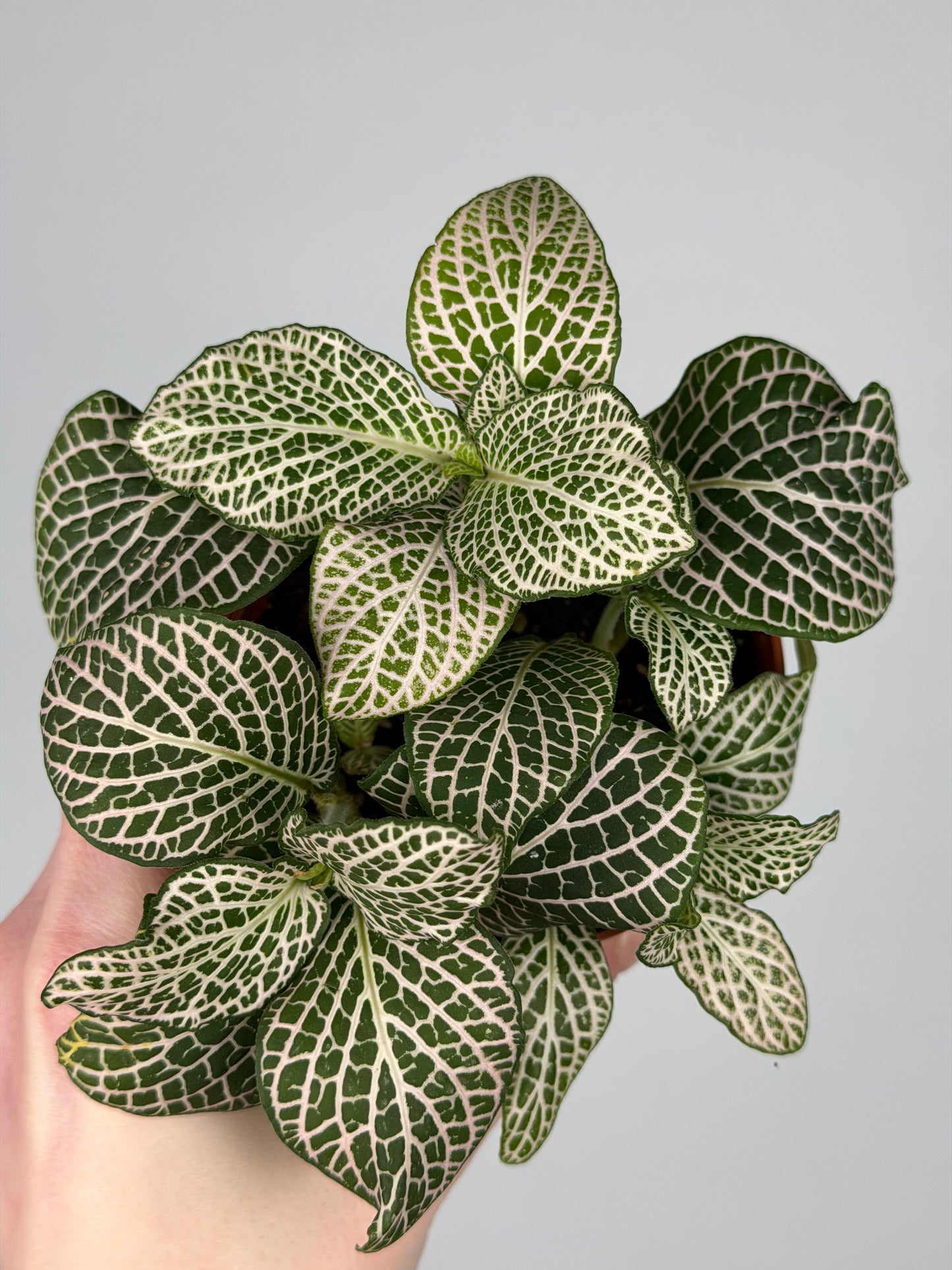 Fittonia 'Purple Angel' Fittonia Tropical Corner
