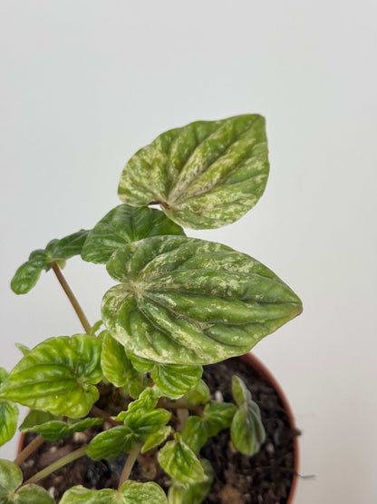Peperomia Caperata “Buenos Aires” | Dafne