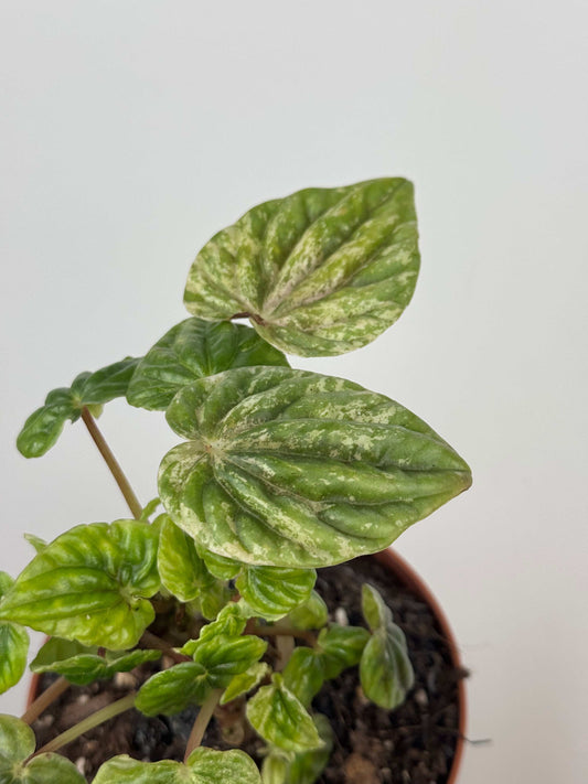 Peperomia Caperata “Buenos Aires” | Dafne