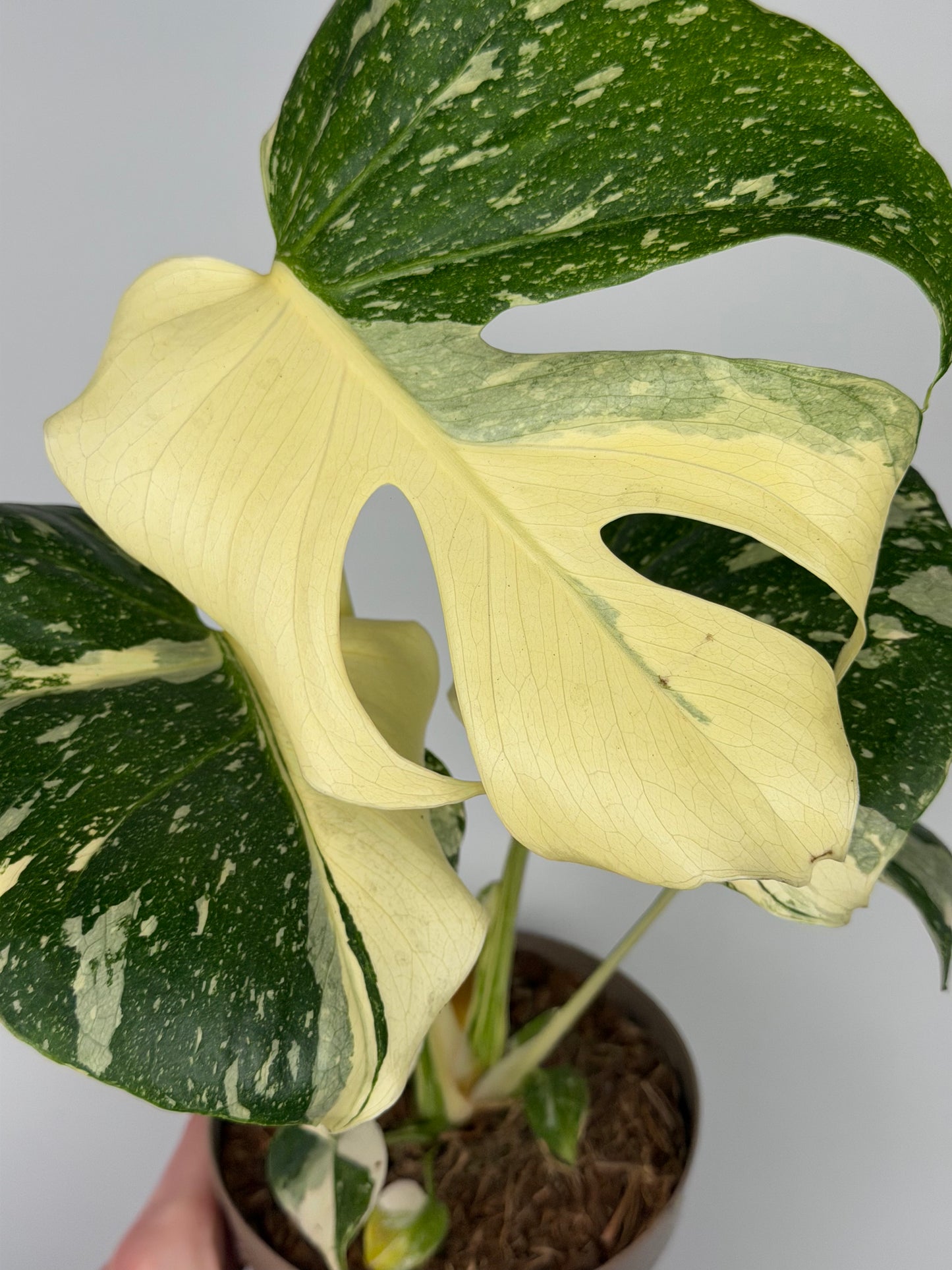 Monstera Thai Constellation Monstera Tropical Corner