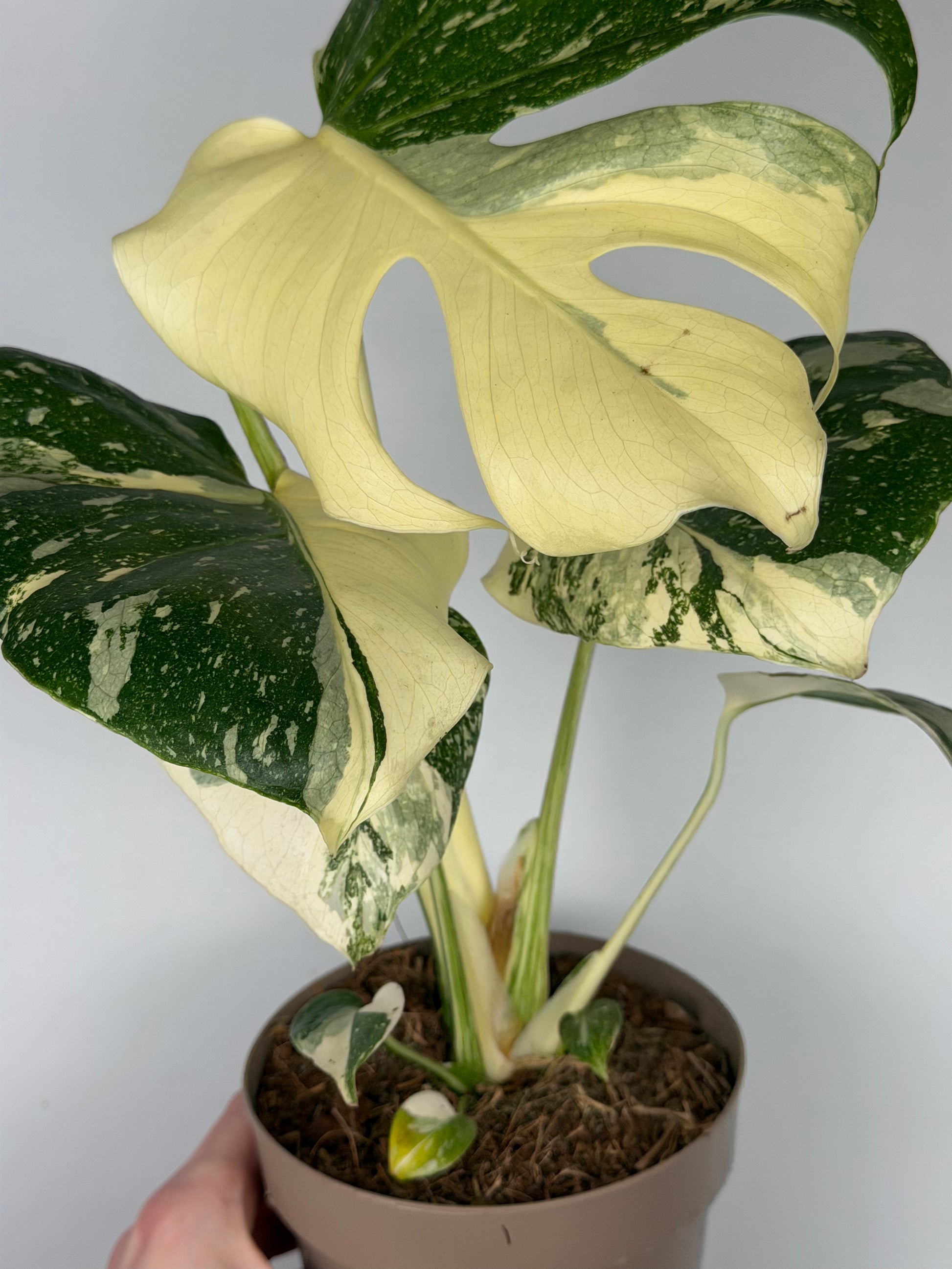 Monstera Thai Constellation Monstera Tropical Corner