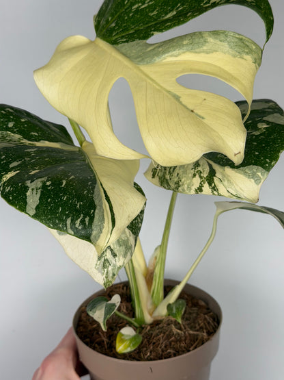 Monstera Thai Constellation Monstera Tropical Corner