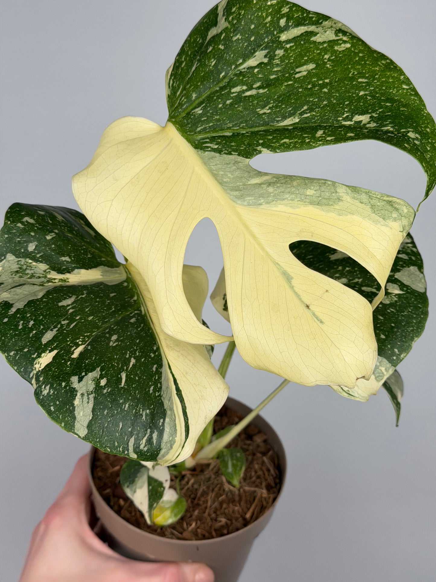 Monstera Thai Constellation Monstera Tropical Corner