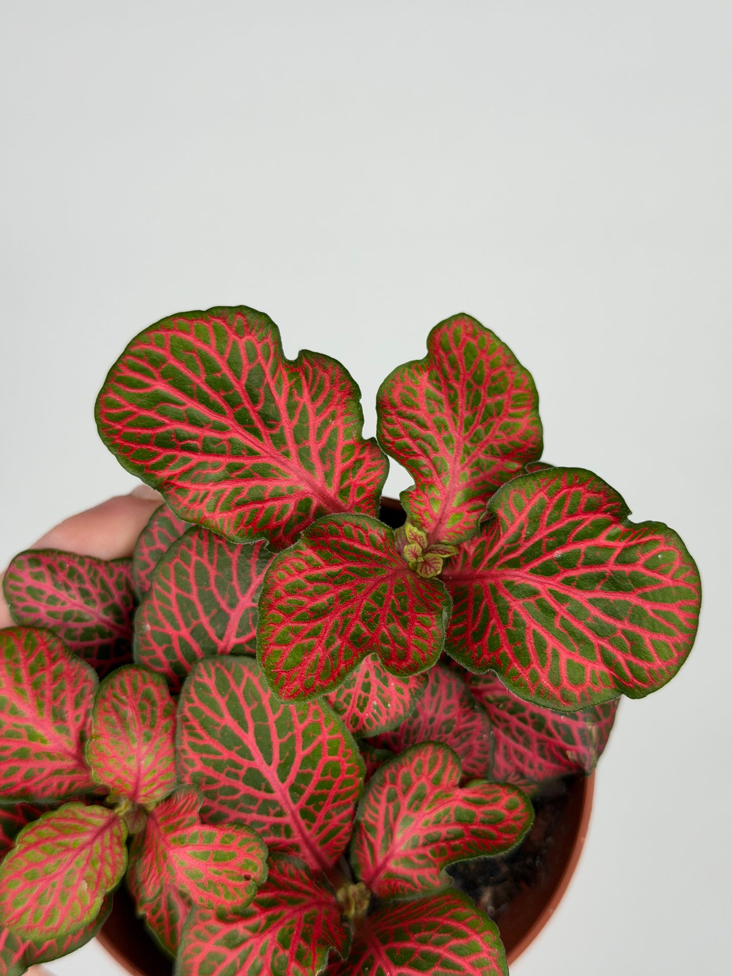 Fittonia verschaffeltii 'Red Star' Fittonia Tropical Corner