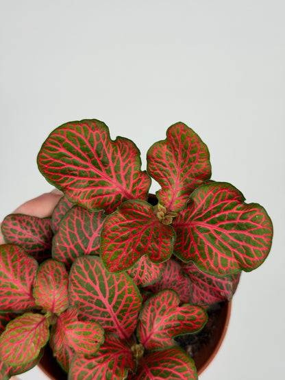 Fittonia verschaffeltii 'Red Star' Fittonia Tropical Corner