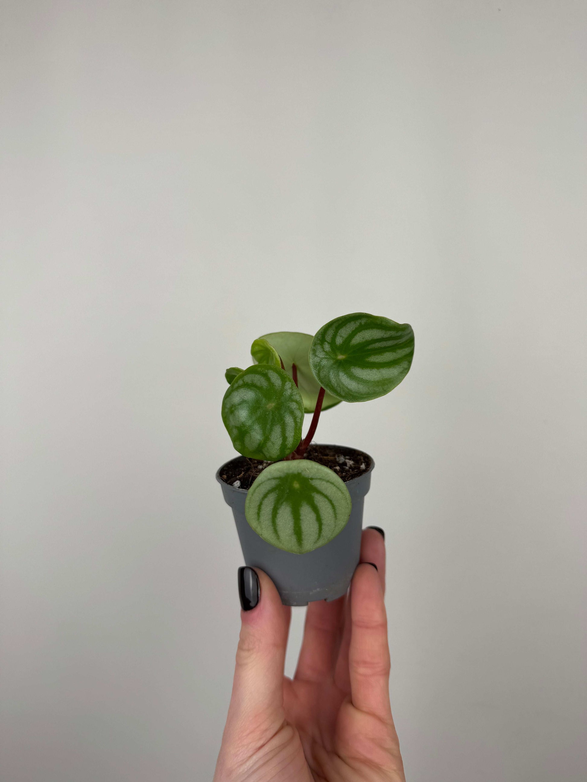 Peperomia Argyreia “Watermelon”