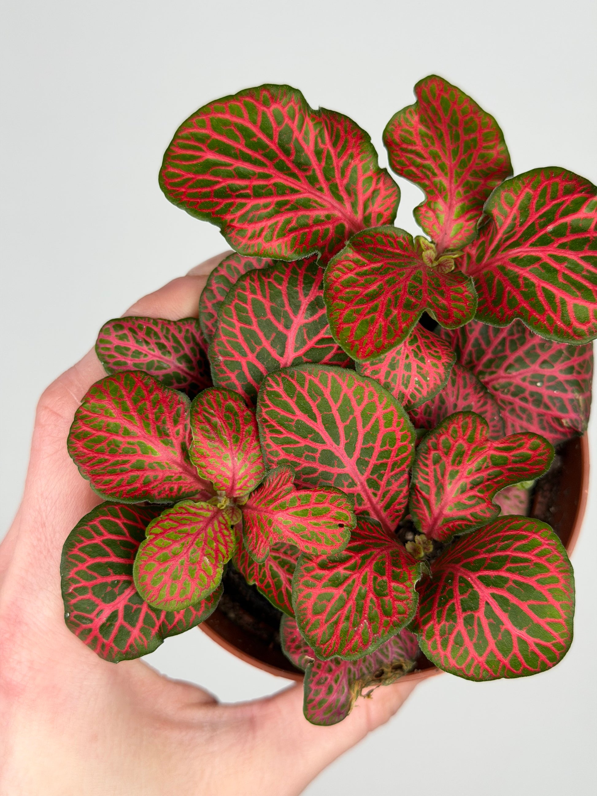 Fittonia verschaffeltii 'Red Star' Fittonia Tropical Corner