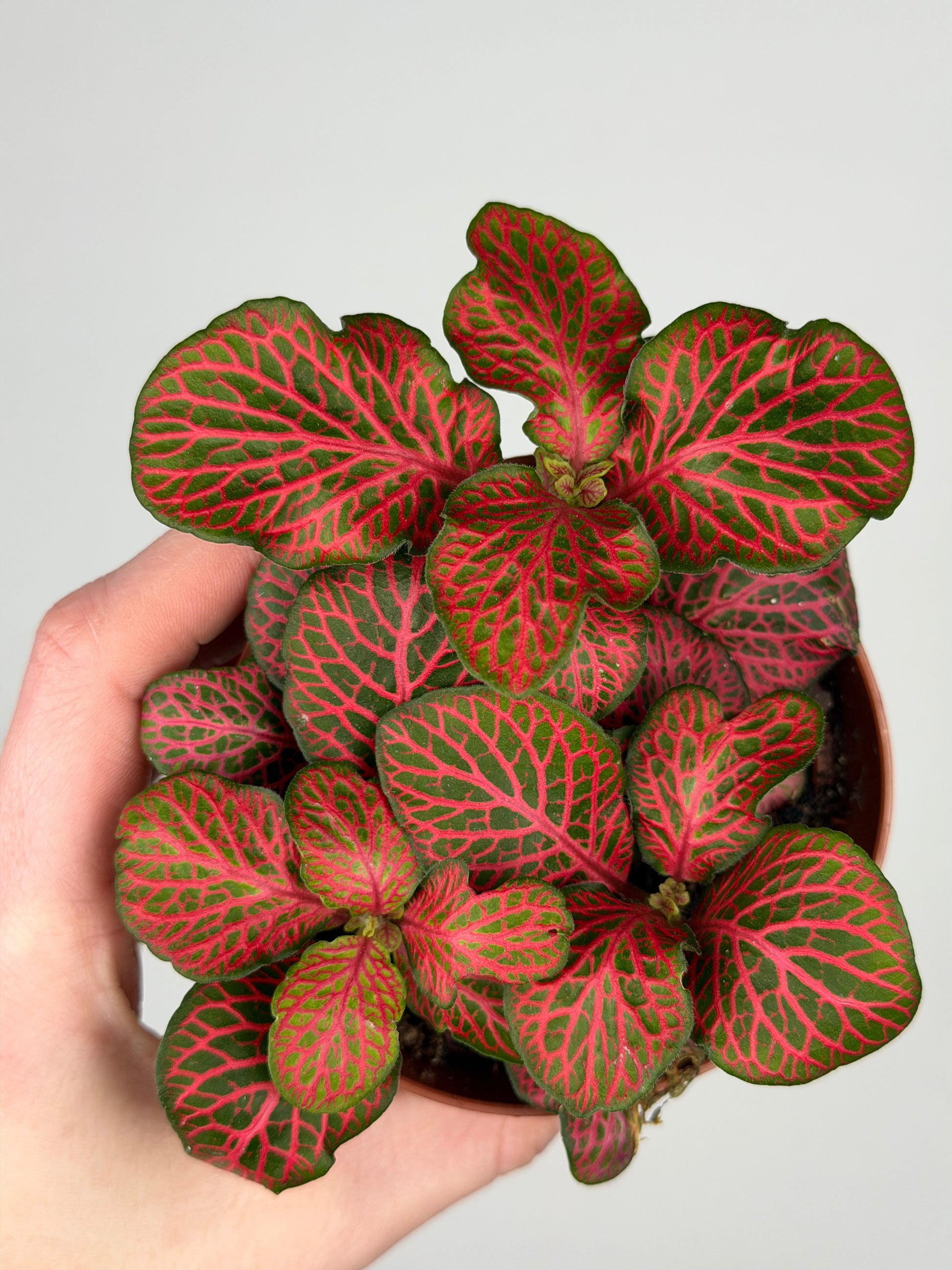 Fittonia verschaffeltii 'Red Star' Fittonia Tropical Corner
