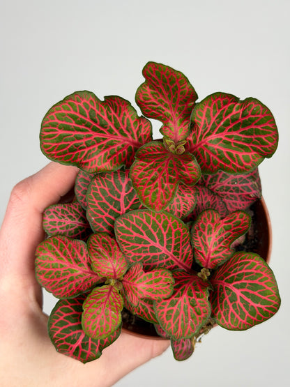 Fittonia verschaffeltii 'Red Star' Fittonia Tropical Corner