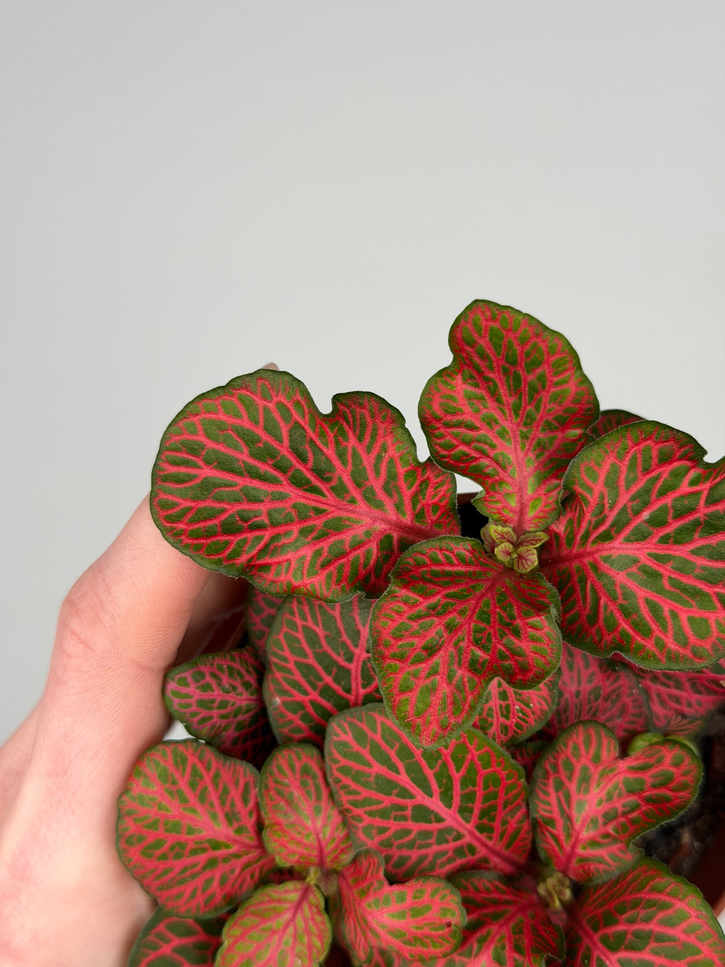 Fittonia verschaffeltii 'Red Star' Fittonia Tropical Corner