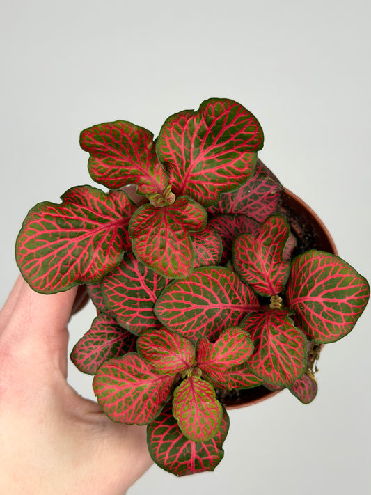 Fittonia verschaffeltii 'Red Star' Fittonia Tropical Corner