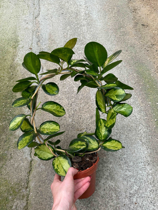 Hoya Australis Lisa