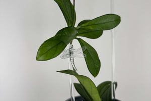 Clip libellula