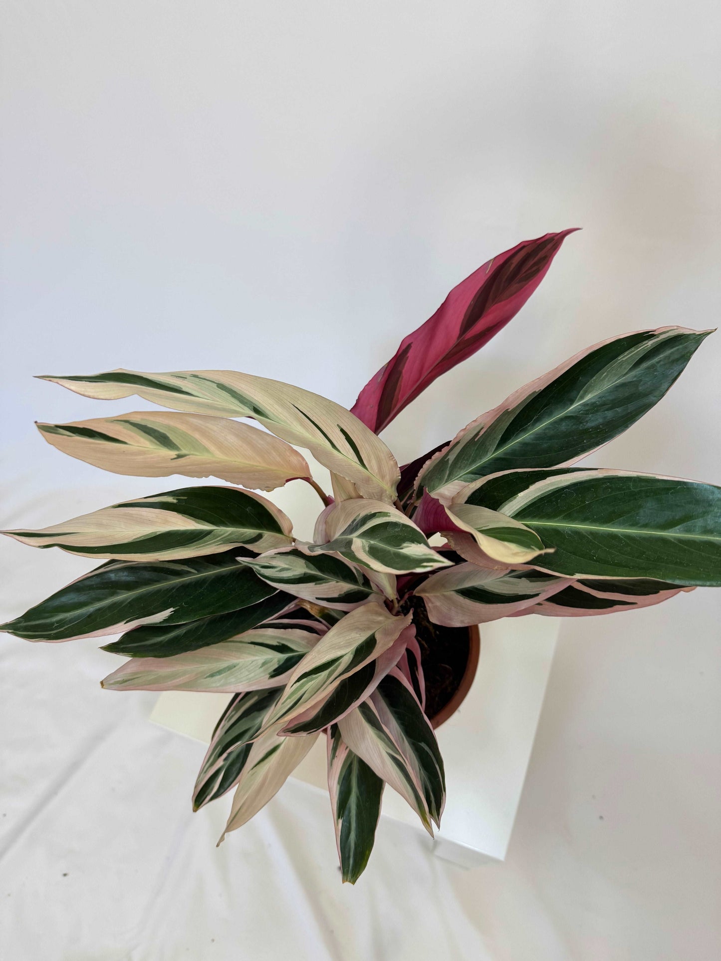 Stromanthe Sanguinea “Triostar”