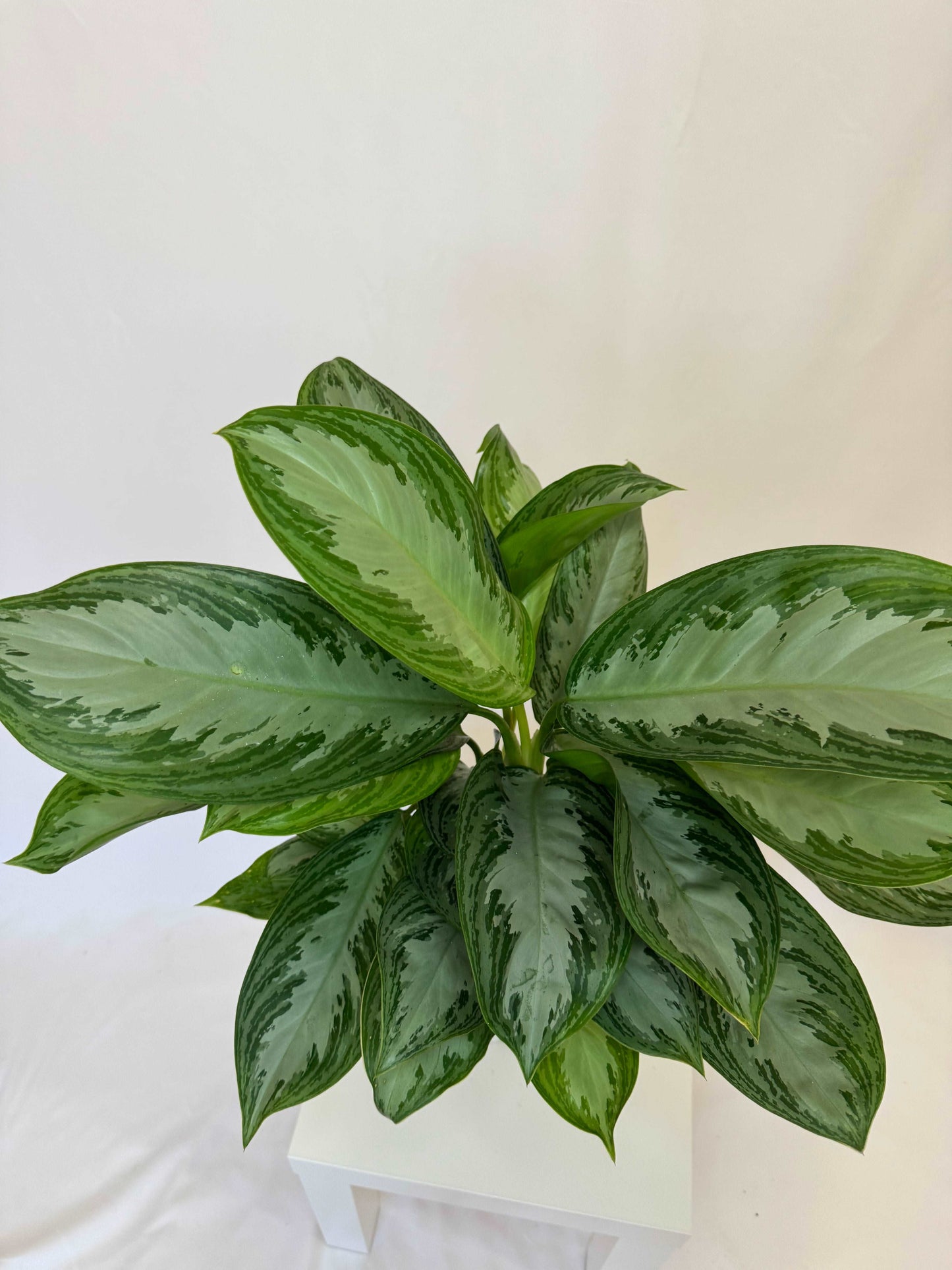 Aglaonema “Silver Bay”