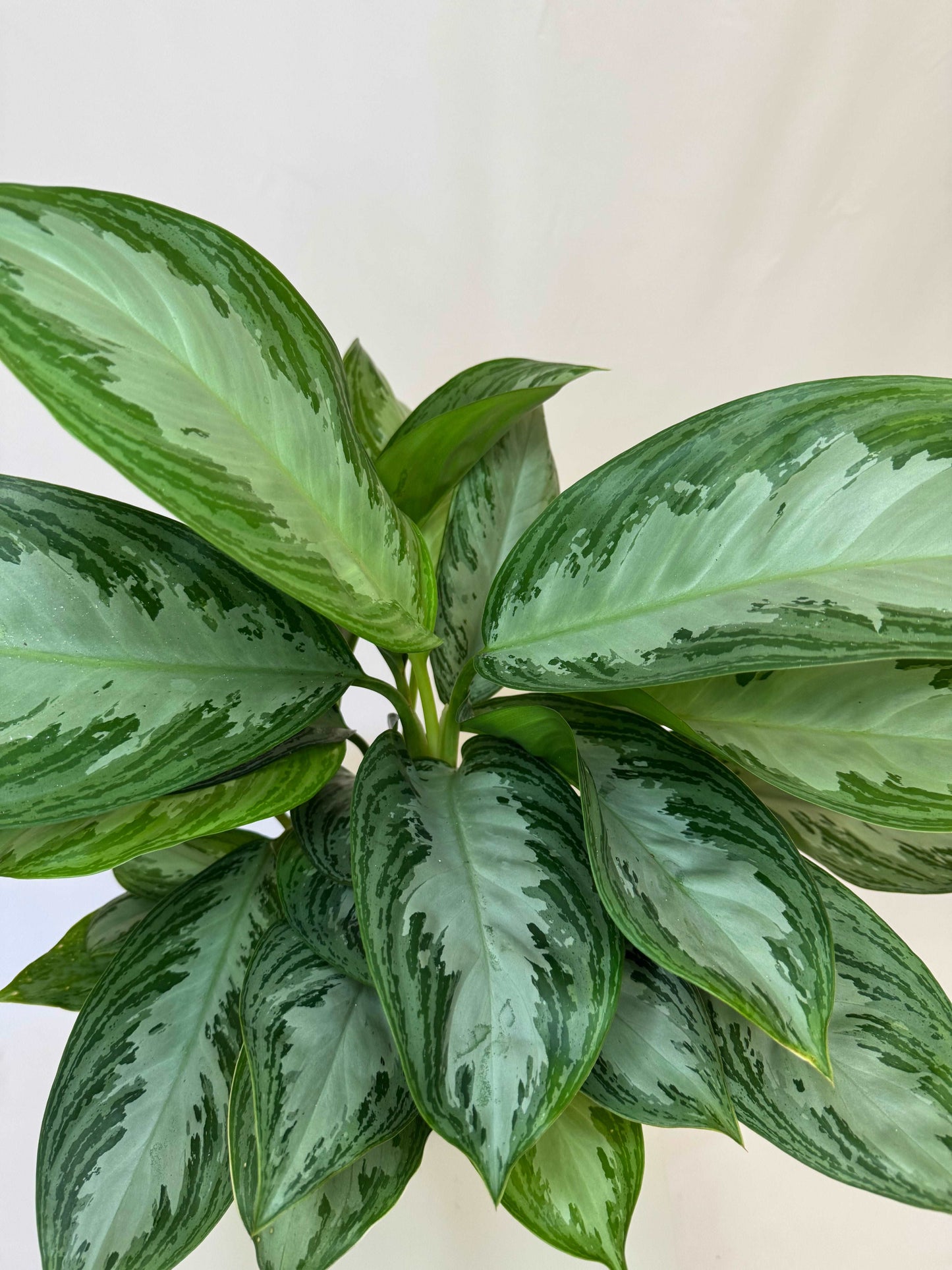 Aglaonema “Silver Bay”