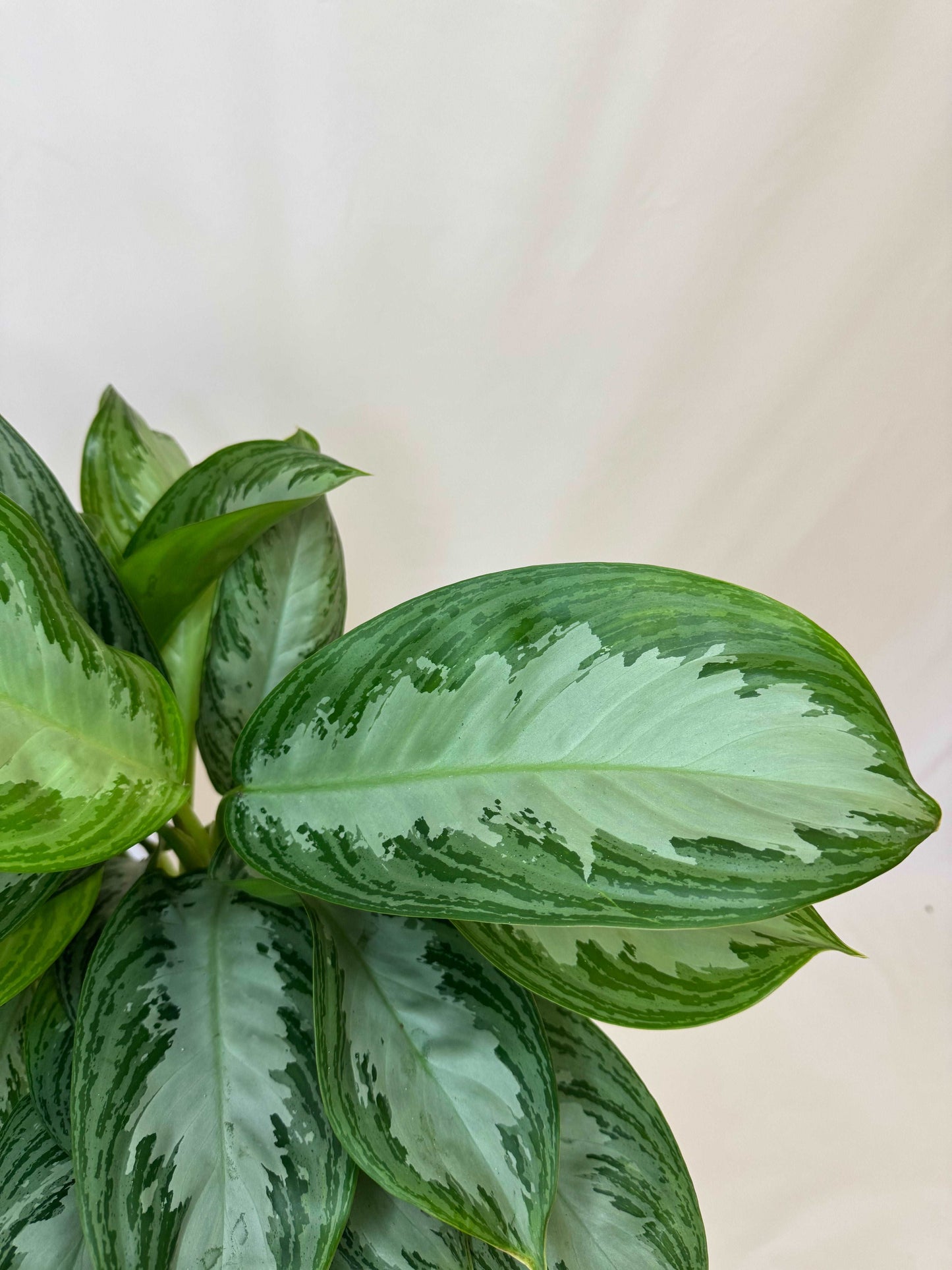 Aglaonema “Silver Bay”