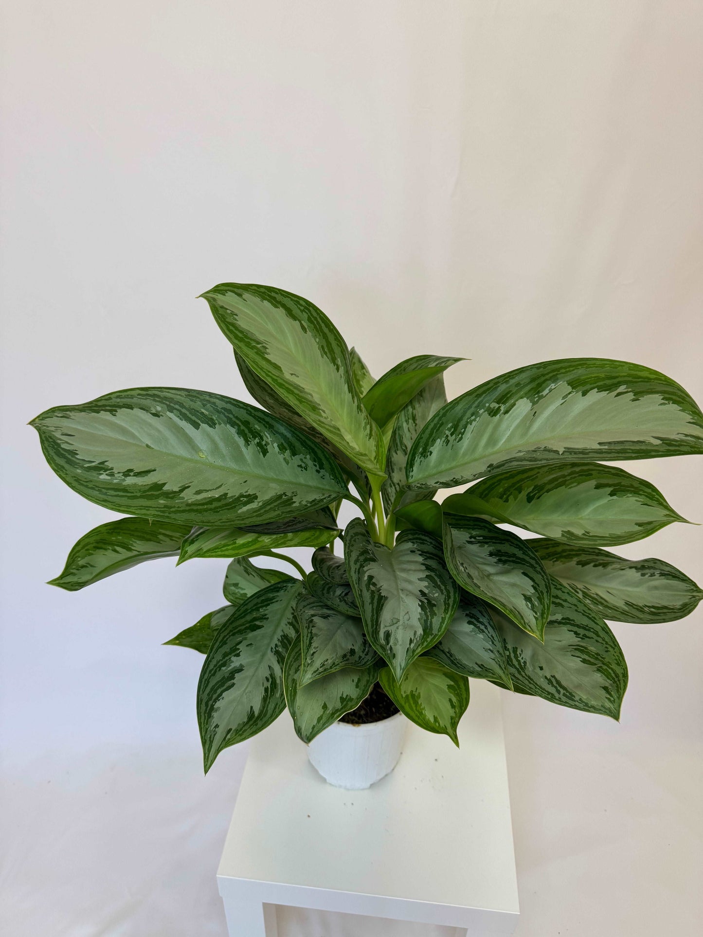 Aglaonema “Silver Bay”