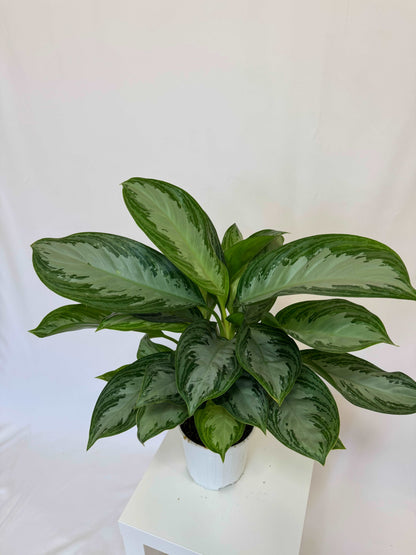 Aglaonema “Silver Bay”