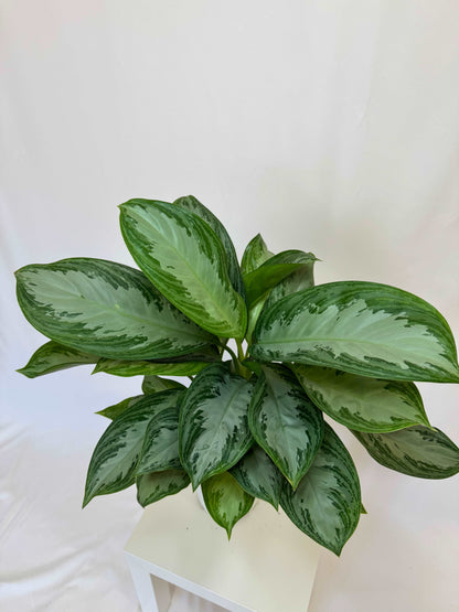 Aglaonema “Silver Bay”