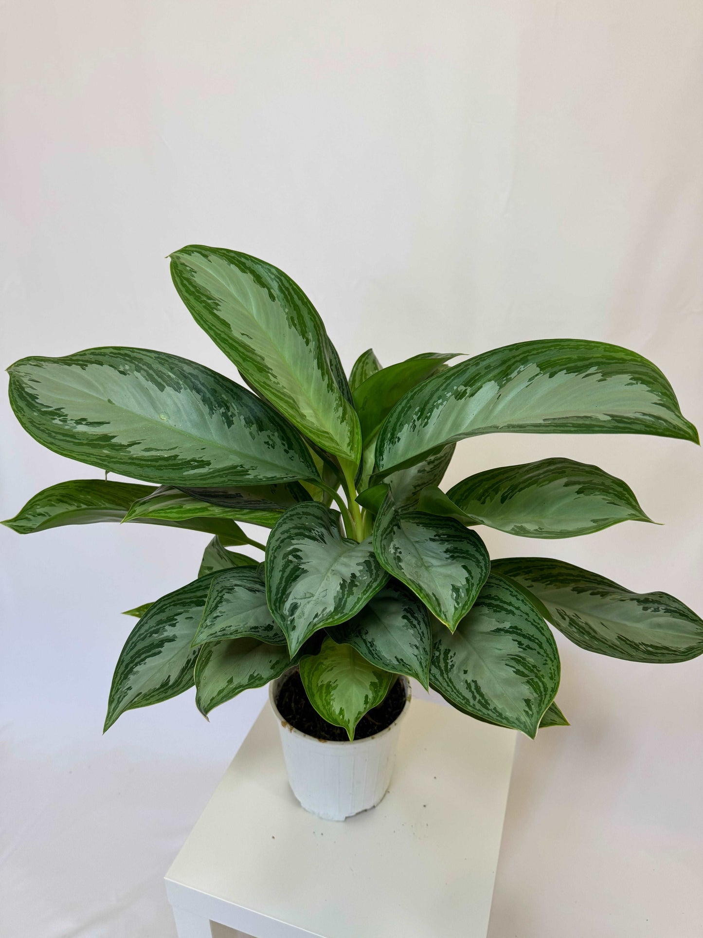 Aglaonema “Silver Bay”