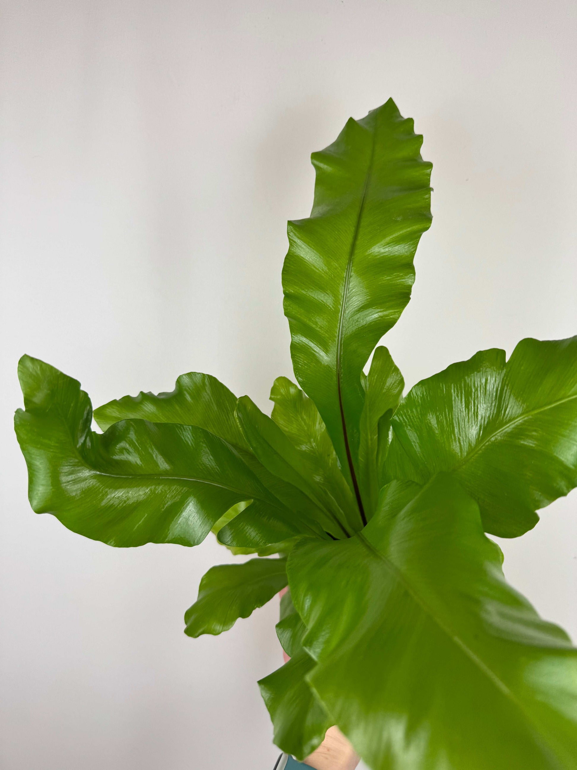 Asplenium Nidus