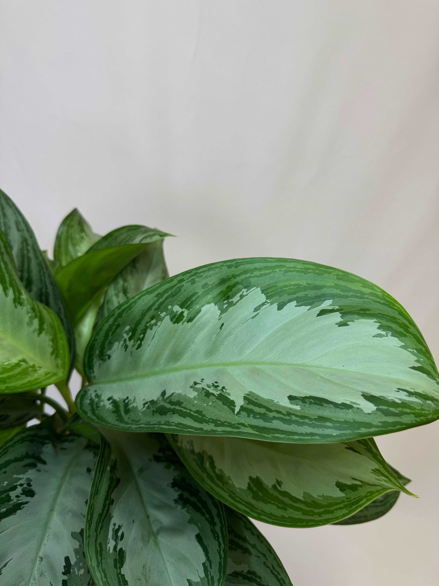 Aglaonema “Silver Bay”