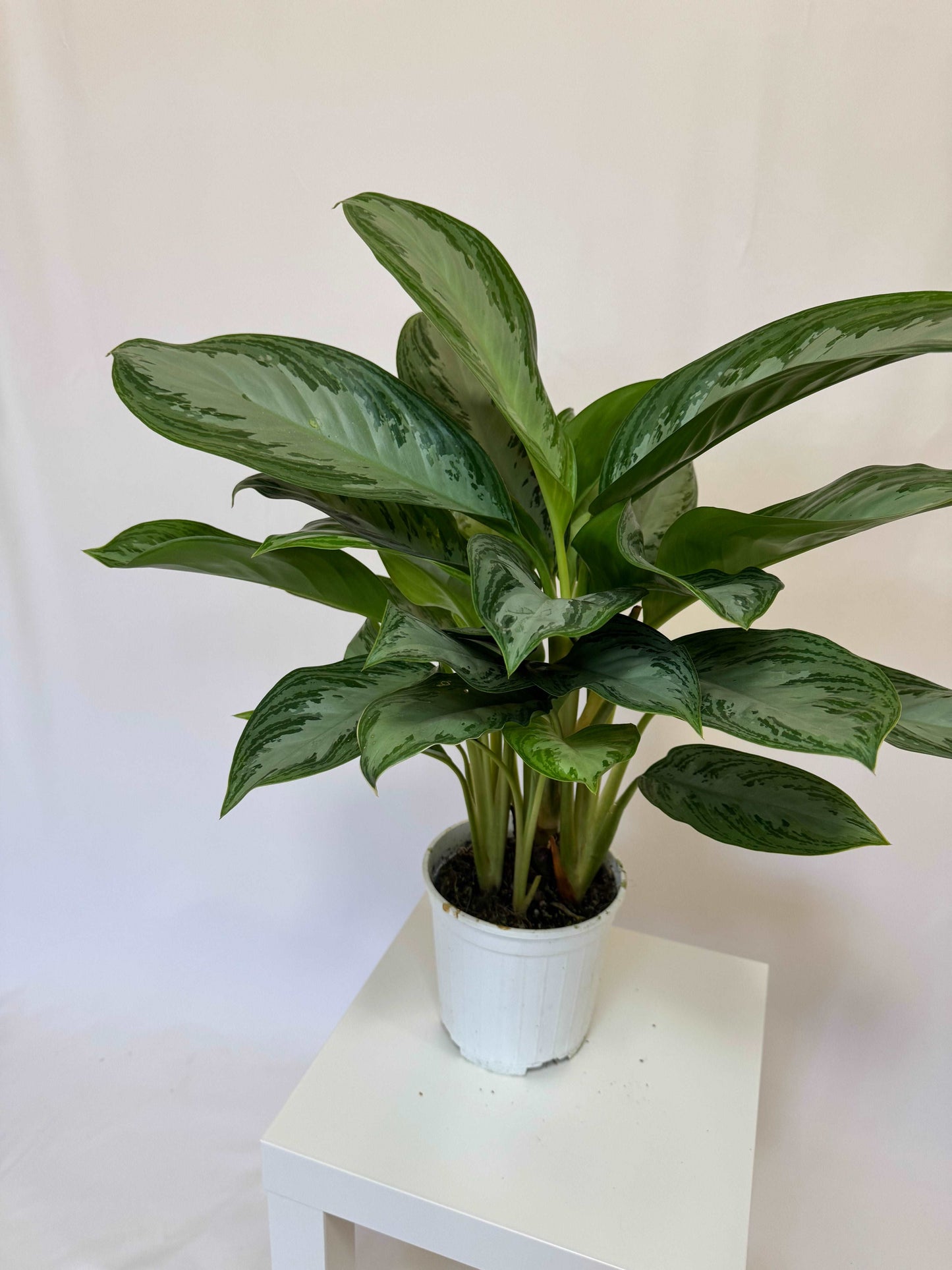 Aglaonema “Silver Bay”