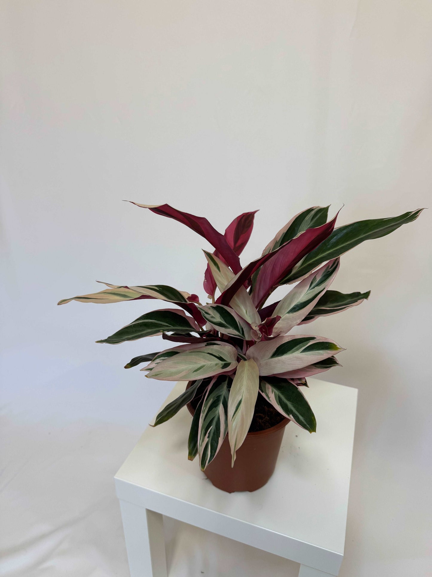 Stromanthe Sanguinea “Triostar”