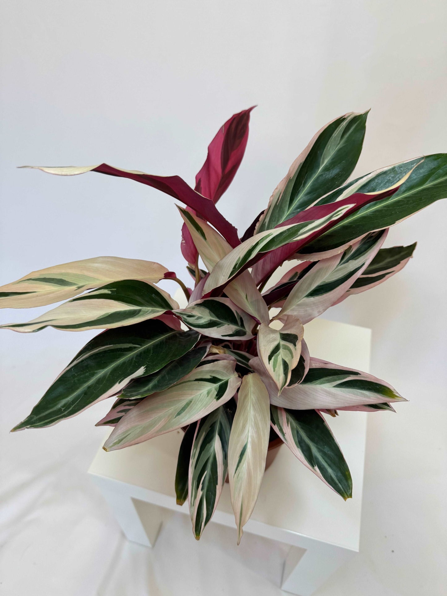 Stromanthe Sanguinea “Triostar”