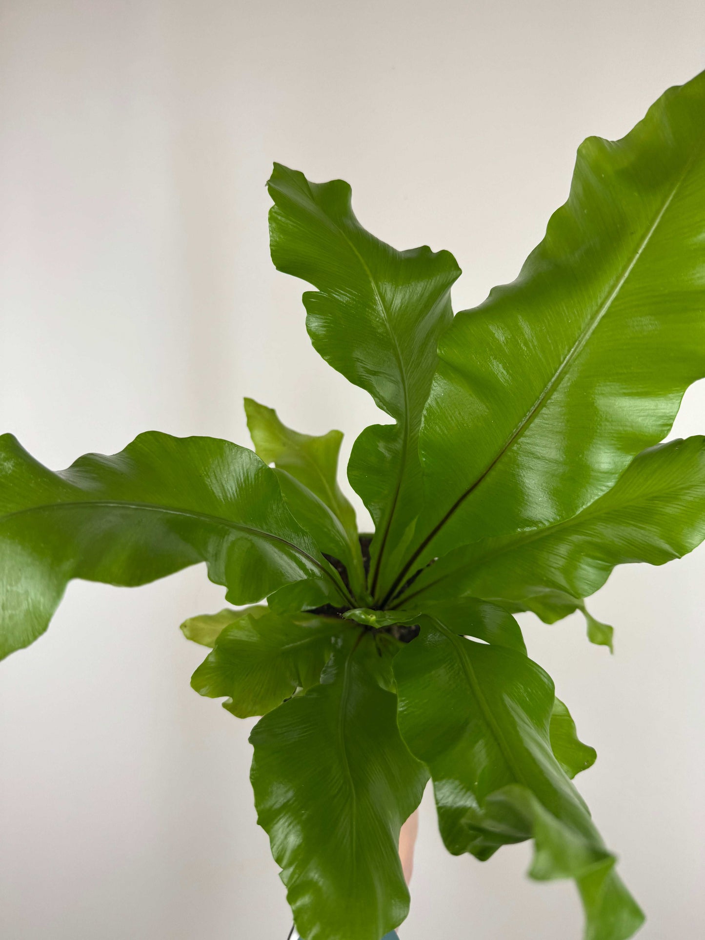 Asplenium Nidus