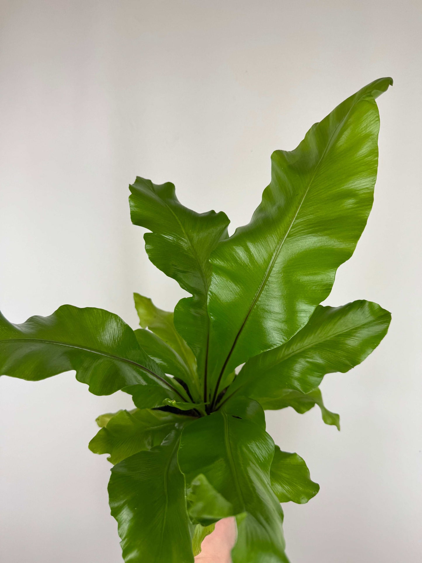 Asplenium Nidus