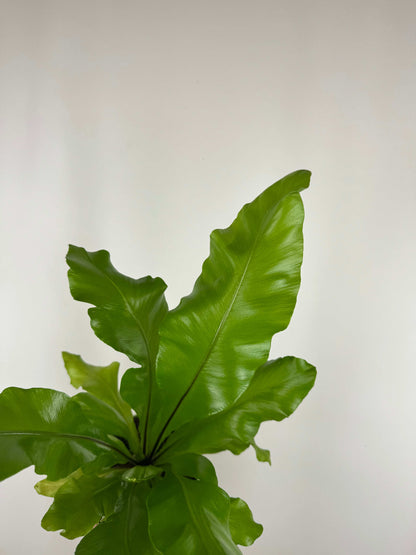 Asplenium Nidus
