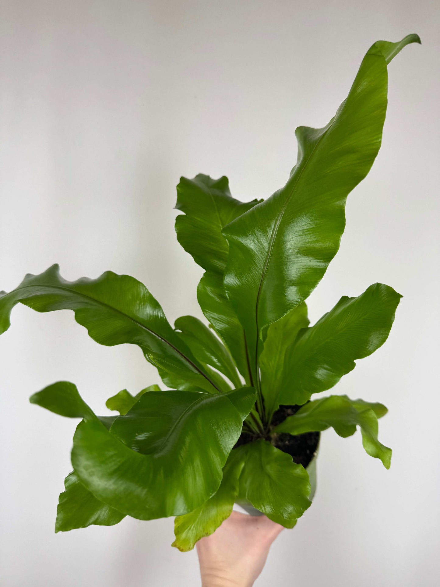 Asplenium Nidus