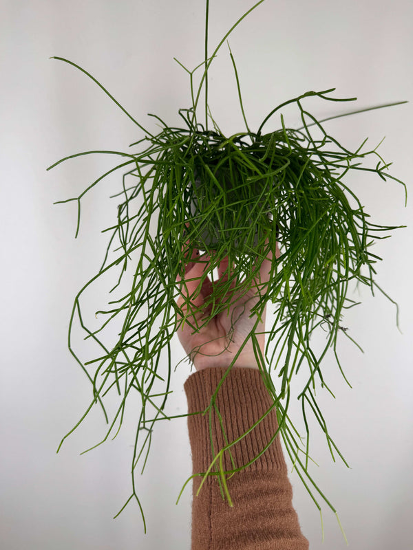 Rhipsalis Cassutha