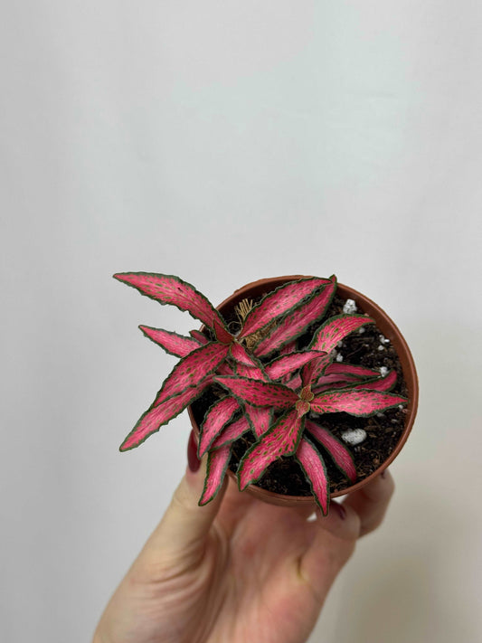 Fittonia “Forest Flame”