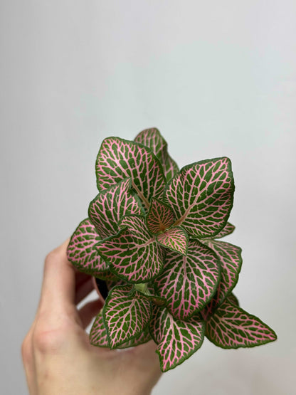 Fittonia Pink