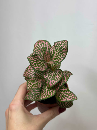 Fittonia Pink