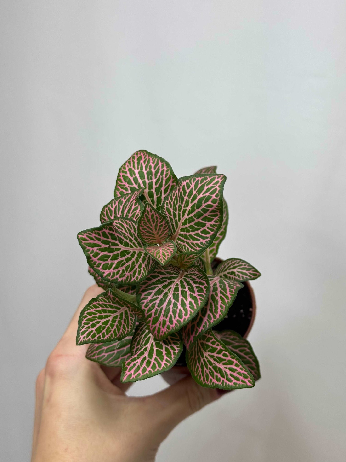 Fittonia Pink