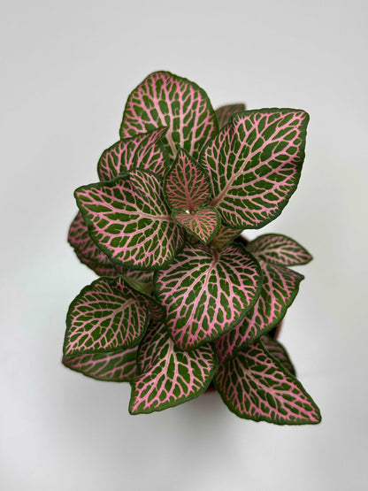 Fittonia Pink