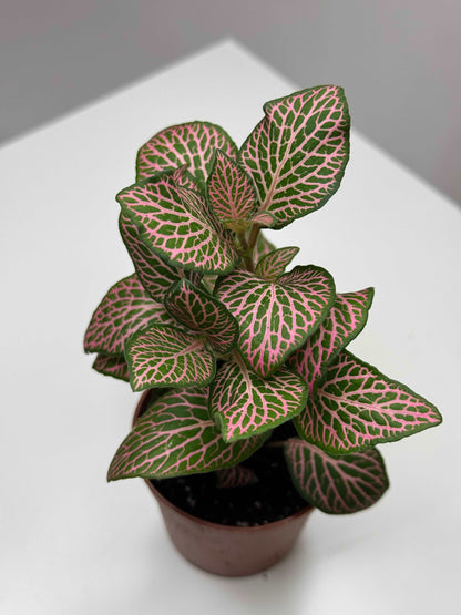 Fittonia Pink