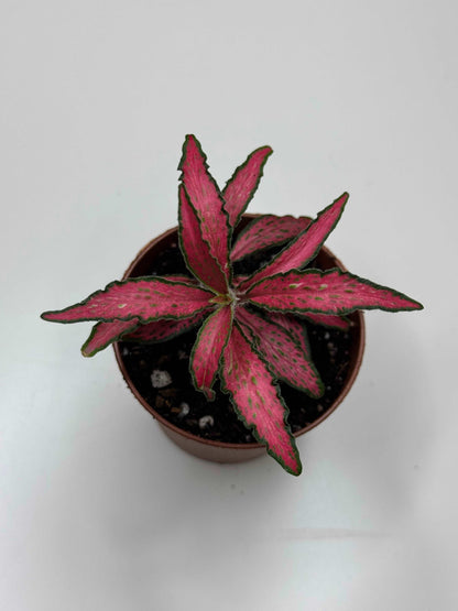 Fittonia “Forest Flame”