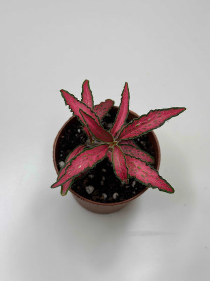 Fittonia “Forest Flame”