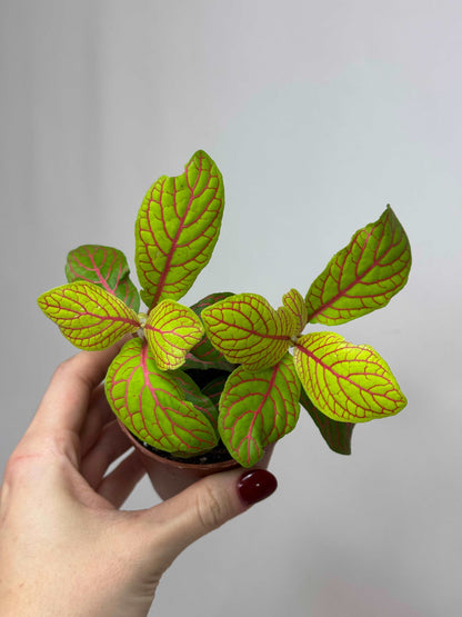 Fittonia “Skeleton”