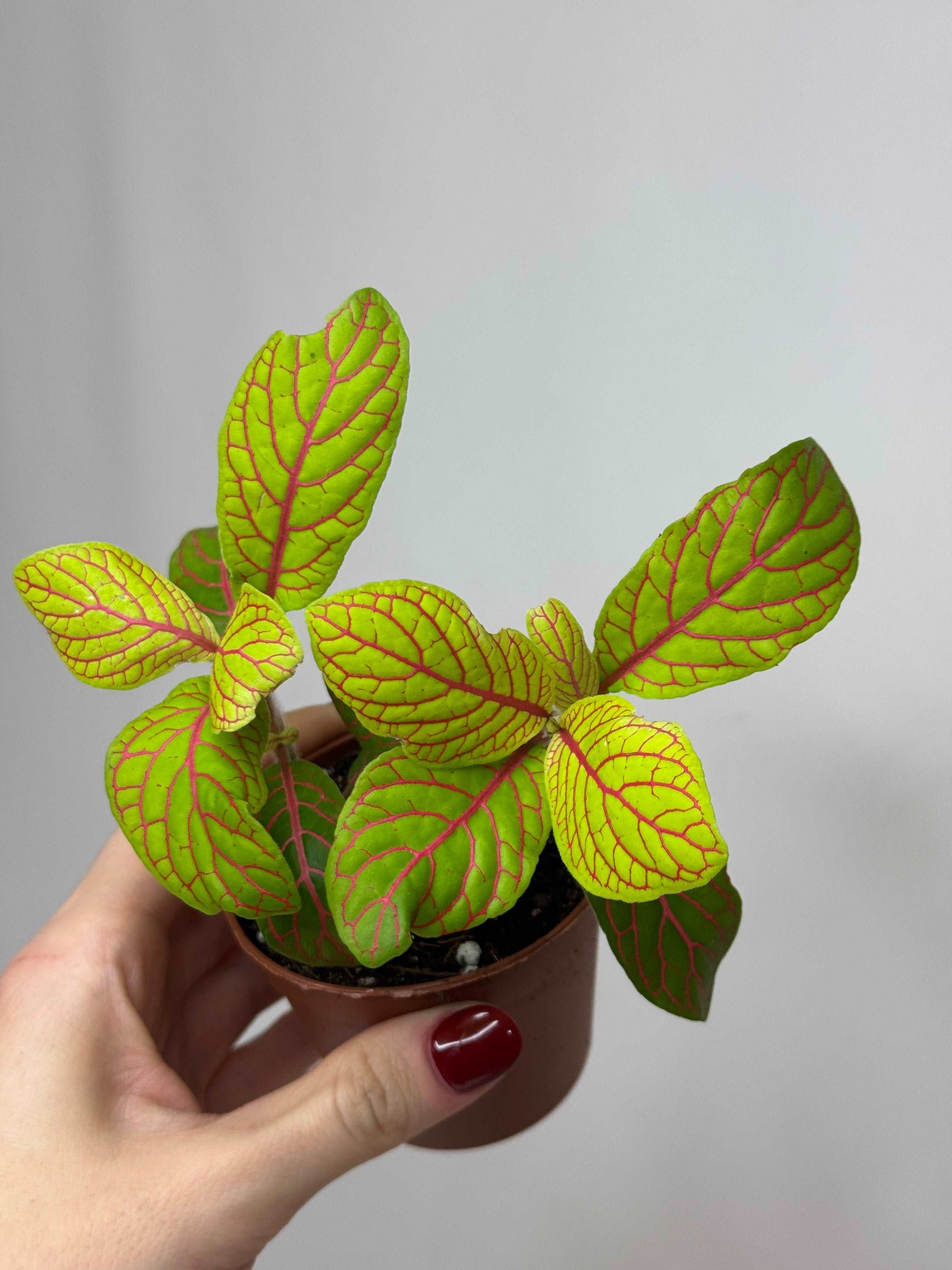 Fittonia “Skeleton”