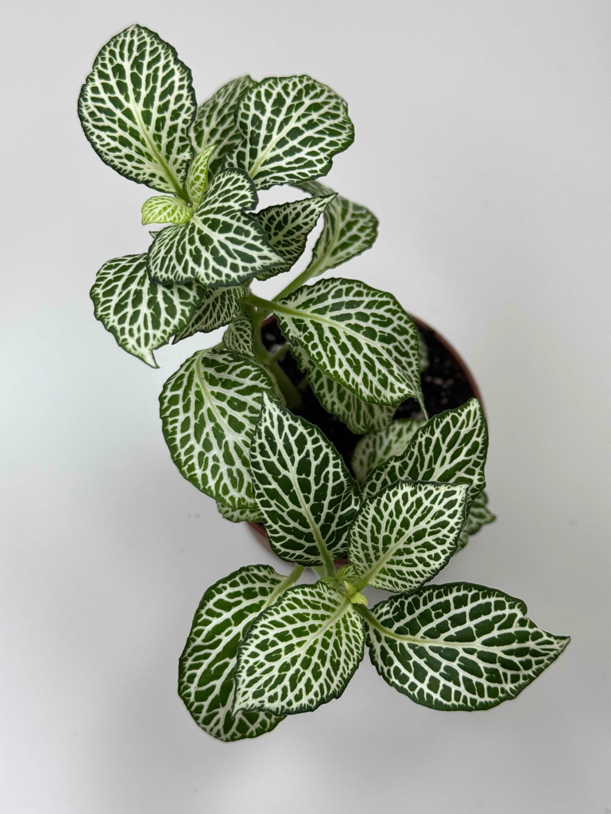 Fittonia “White Ann”